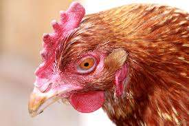 Bird Flu Outbreaks Strike Japan Farms