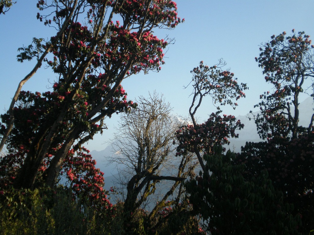 Forest Cover in Nepal Rises to 46.08 Percent