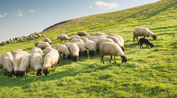 Yes, New Zealand Still has More Sheep than People!