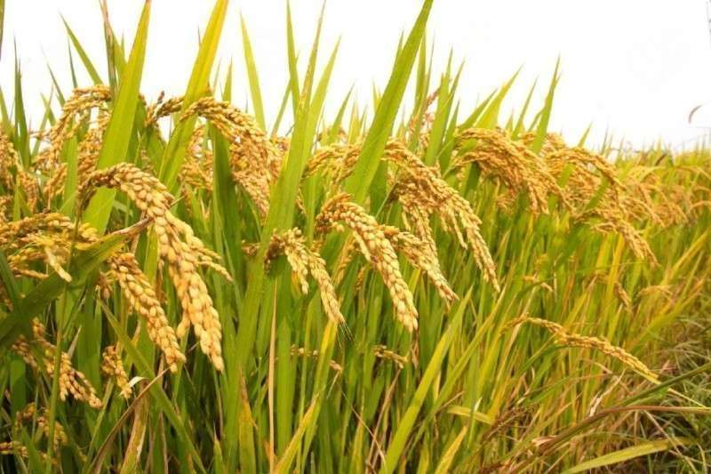 Paddy Import from Birgunj up by 60 Percent